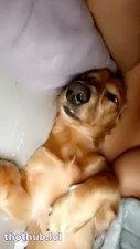 Carolina Samani OnlyFans leaked Carolina Samani bare tits in bed on HDthot